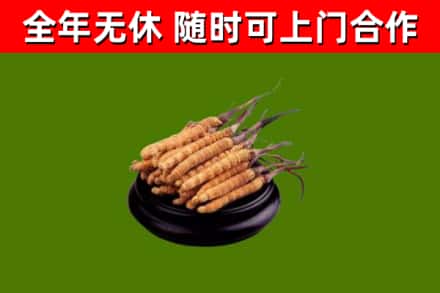 济南烟酒回收冬虫夏草.jpg