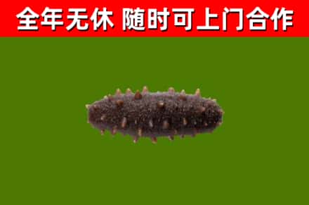 济南烟酒回收干海参.jpg